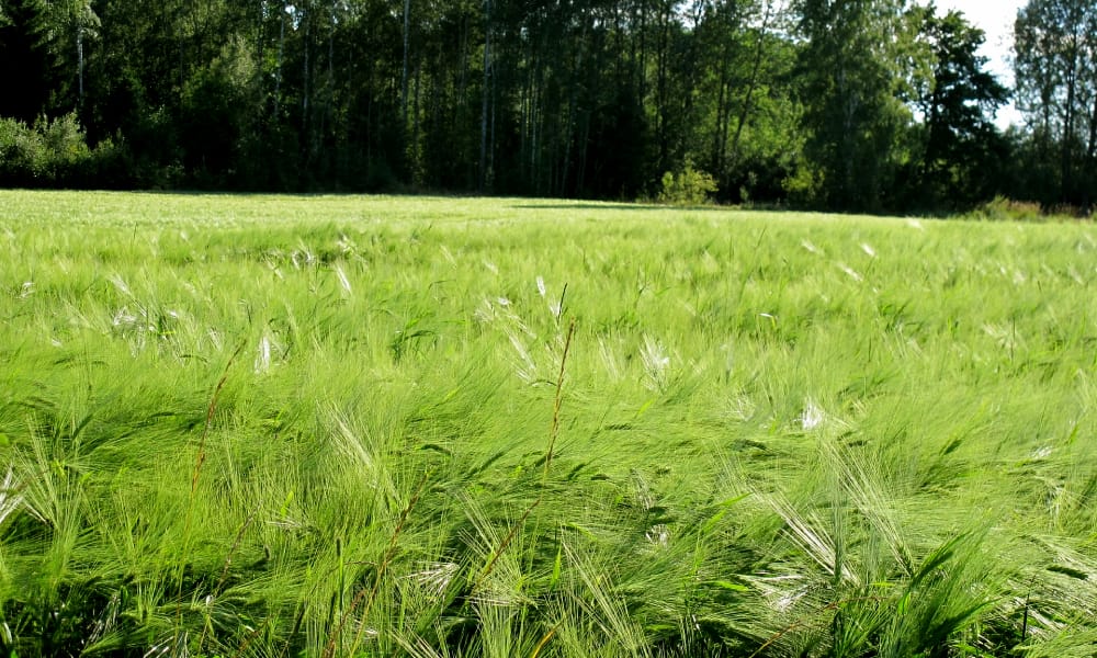 gardener-04 Dekorativ